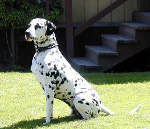 Dusty the AKC dalmatian sitting at attention