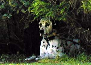 Dusty the dalmatian in his hidy hole waiting :)
