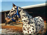 Fine Print 1 leopard appaloosa horse