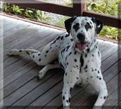 Dusty the dalmatian (he isn't a horse, but look at  the bottom of the page for his equal in the equine world)