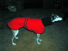 my custom greyhound coat