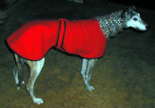 my greyhound snood